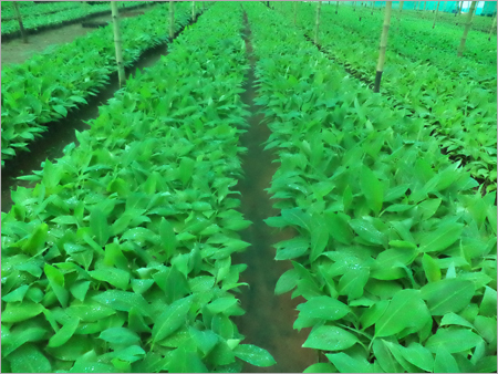 Tissue Culture Net Pot Plants