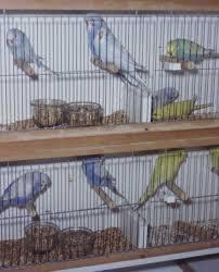 Mating Cage - Wood & Metal, 45x30x30 cm, Brown, Dividable Dual-Compartment, Feeding Bottle Included