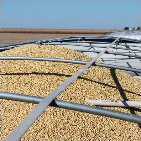 Soybean Oil Seeds