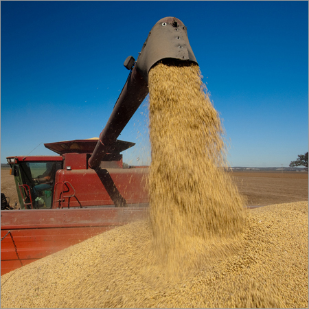 Soya Bean Husk