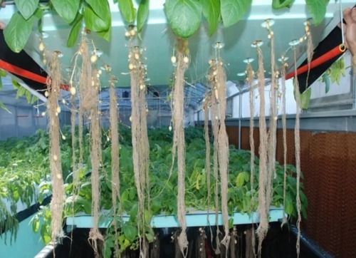 Aeroponic Equipment