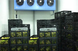Fruit Ripening Chamber Fruit Ripening Chamber