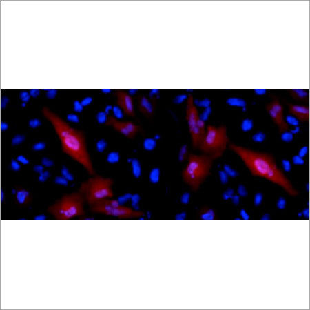 Protein A Antibody Purification Kit Application: Industrial