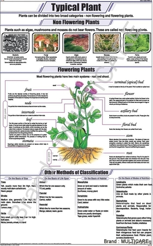 Typical Plant Chart