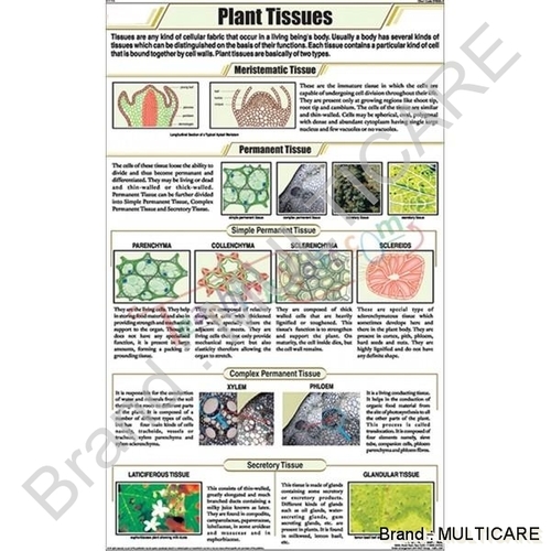 Plant Tissues Chart - Art Paper, 58 x 90 cm, Multicolor | Laminated Double-Sided, Durable, Informative, Engaging