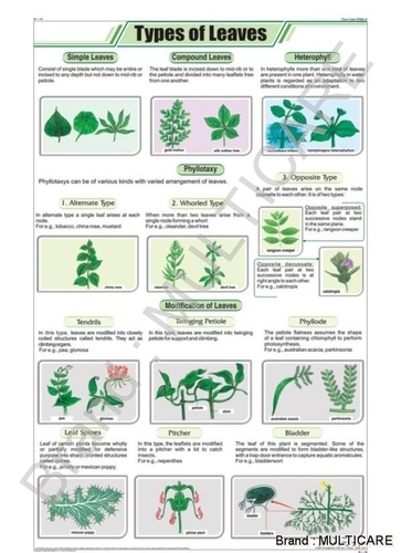 Types of Leaves Chart - Art Paper 58x90 cm Multicolor, Laminated Double Sided, Plastic Rollers, Educational