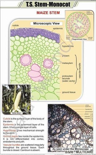 T. S. Stem- Monocot Chart - Art Paper, 58 x 90 cm, Laminated Plastic Film | Full Color, Educational Tool, Plastic Rollers