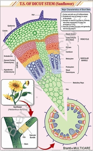 T.S. Dicot Stem (Sunflower) Chart - Art Paper 58x90 cm Multicolor, Laminated Double-Sided, Plastic Rollers