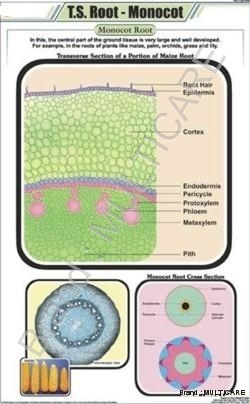 T.S. Root - Art Paper Chart 58x90 cm, Green | Laminated Double Sided, Plastic Rollers, Detailed Diagrams