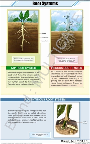 Root Systems Chart - Art Paper 58x90 cm Green, Laminated Double Sided, Plastic Rollers, Educational