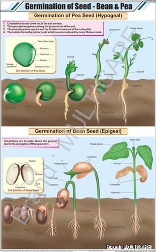 Germination Of Seed: Bean & Pea Chart