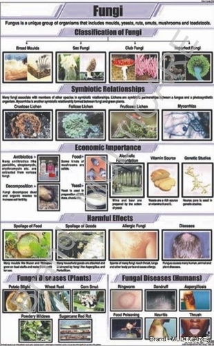 Fungi Chart - Art Paper 58x90 cm Multicolor, Laminated Double Sided with Plastic Rollers, Educational and Detailed