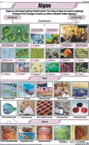 Algae Chart - Art Paper 58x90 cm Green, Laminated Double-Sided, Plastic Rollers, Full Color Illustrations