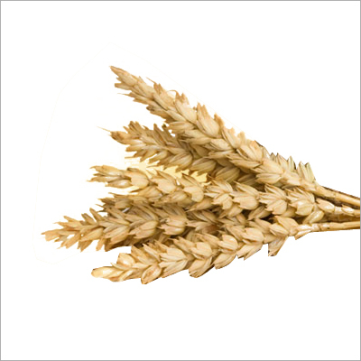 Hemicellulase Flour Improver