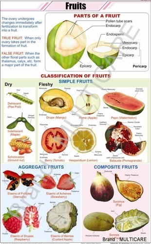 Fruits Chart