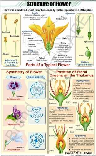 Structure Of Flower Chart
