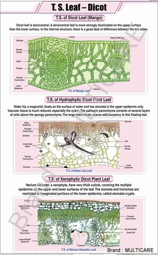 T.S.Leaf Dicot Chart