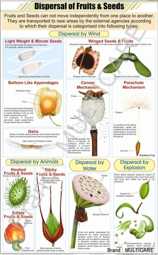 Dispersal Of Fruits & Seeds Chart