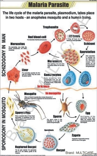 Malaria Parasite Chart