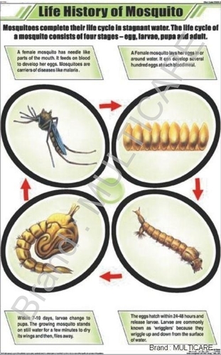 Life History Of Mosquito Chart