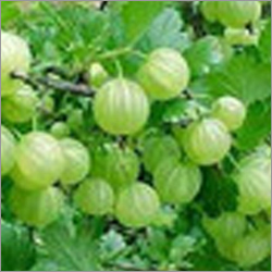 Indian Gooseberry