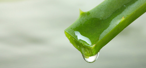 Aloevera