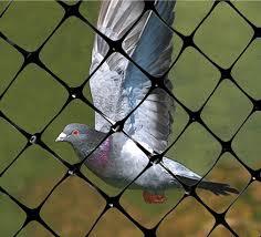 Anti Bird Control Net