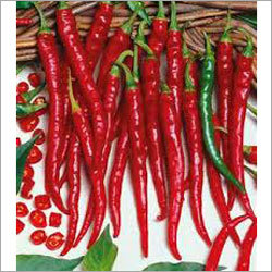 Long Chilli