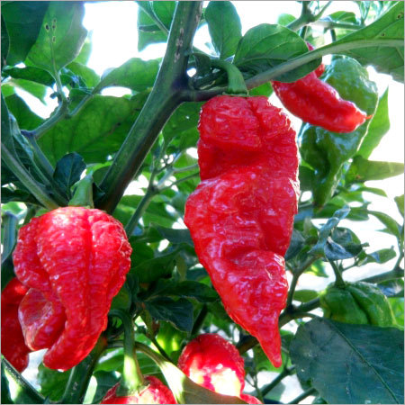 King Naga Chilli Seeds