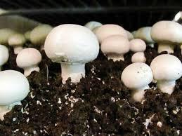 Fresh Button Mushroom