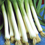 Leek Bean