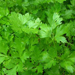Fresh Parsley