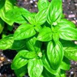 Basil Sweet