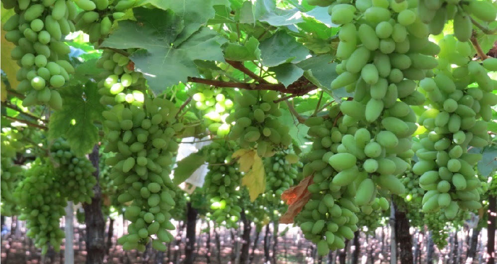 Green and Black Grapes