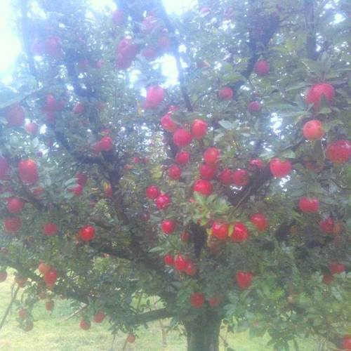 Kashmiri Red Apple