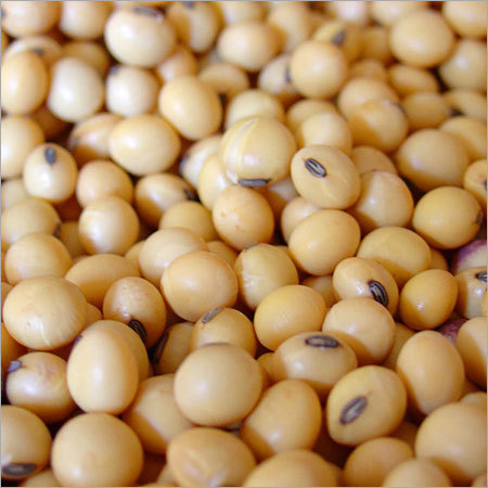 Soya Bean