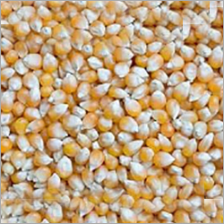 Dried Maize