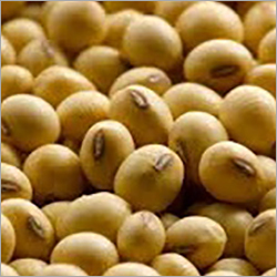 Organic Soya Bean