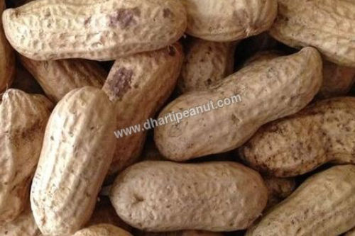 Raw Groundnuts