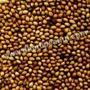 Coriander Seeds