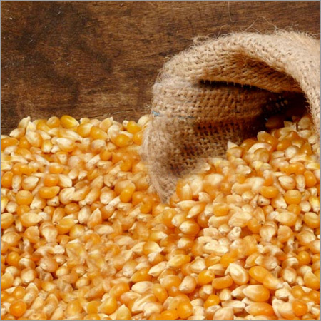 Yellow Maize