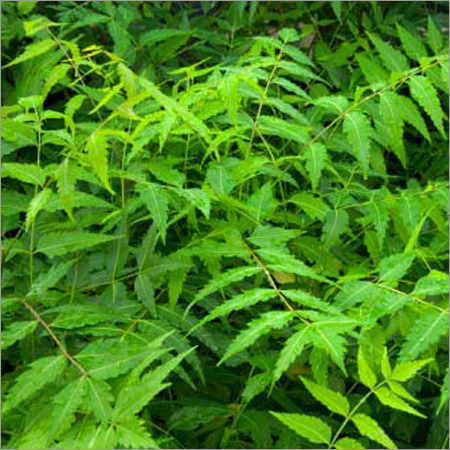 Fresh Neem Leaves