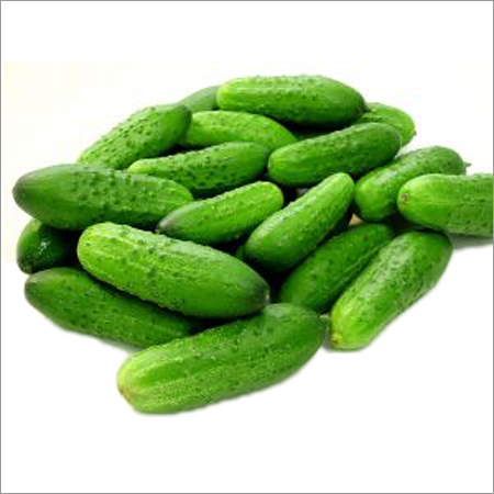 Fresh Gherkins - Average Diameter 1-2 cm, Length 5-8 cm, Green Color | Naturally Grown, Delicious Taste, Long Shelf Life, Vitamin Rich