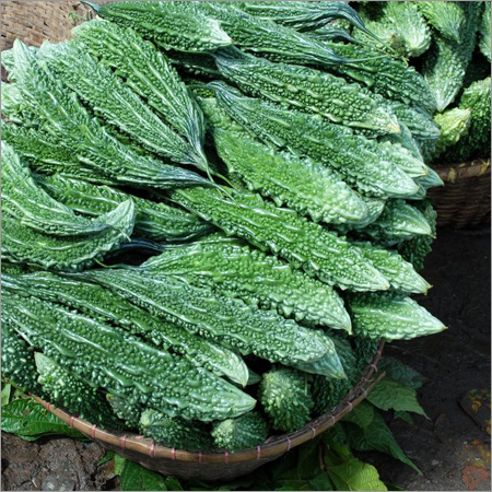 Bitter Gourd