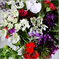 Fresh Cut Flowers