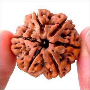 6 Mukhi Rudraksha
