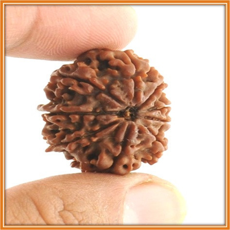 9 Mukhi 9 Face Rudraksha Large