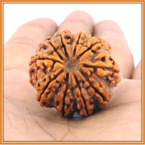 10Mukhi 10Face Rudraksha Large