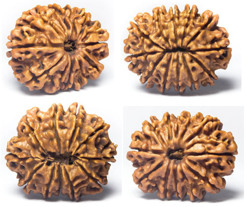 Rudraksha