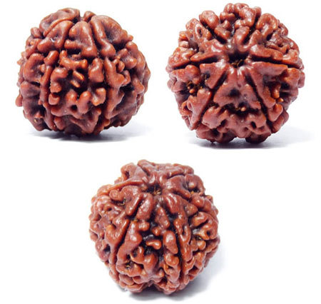 Chhah Mukhi Rudraksh